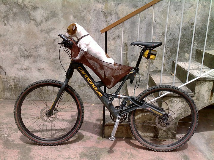 taking-a-dog-on-mountainbike